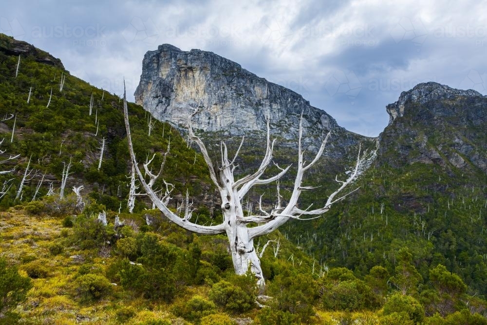 Frenchmans Cap - Australian Stock Image