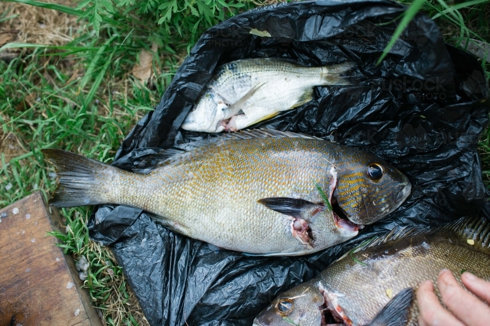 Fresh Caught Fish - Australian Stock Image