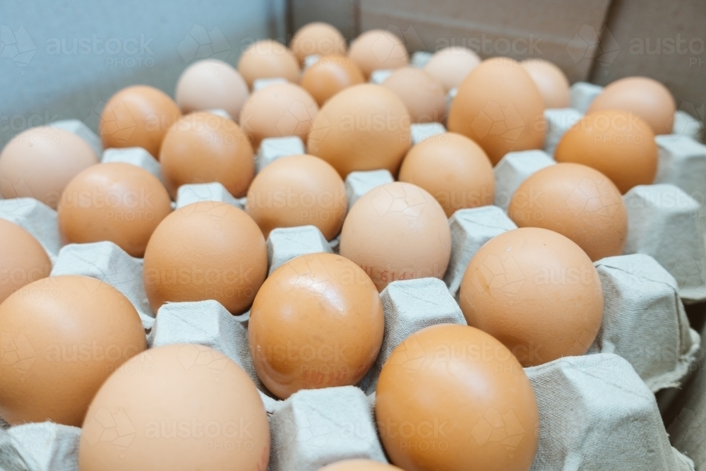 Fresh eggs in a tray. - Australian Stock Image