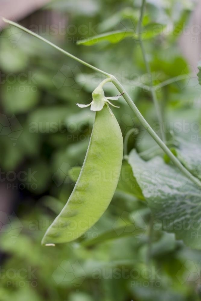 Fresh green pea growing in backyard vegetable garden - Australian Stock Image