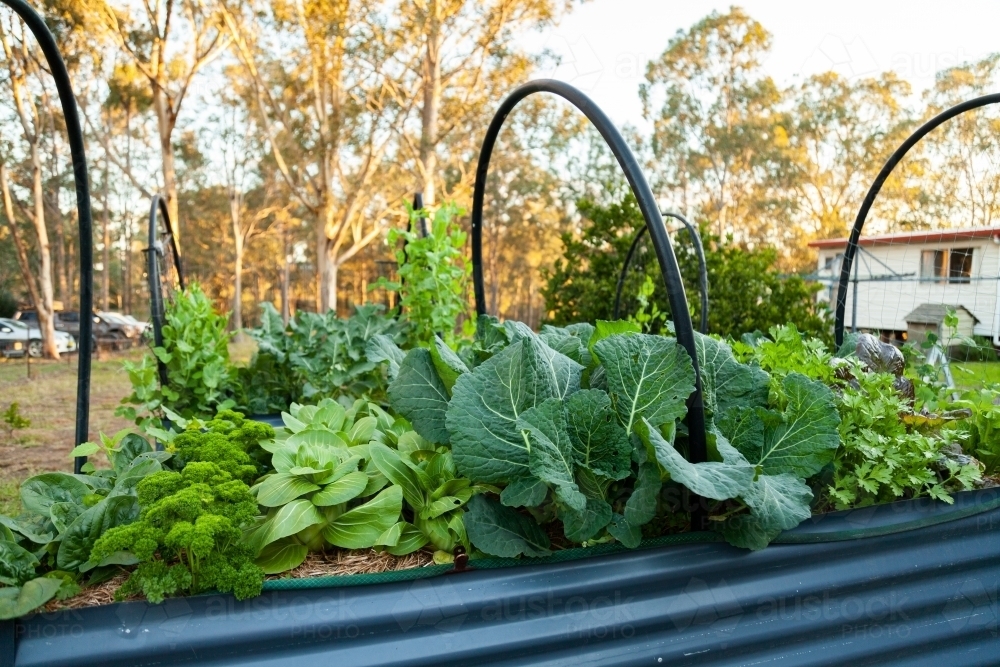 Image of Fresh green veggies growing in above ground garden - Austockphoto