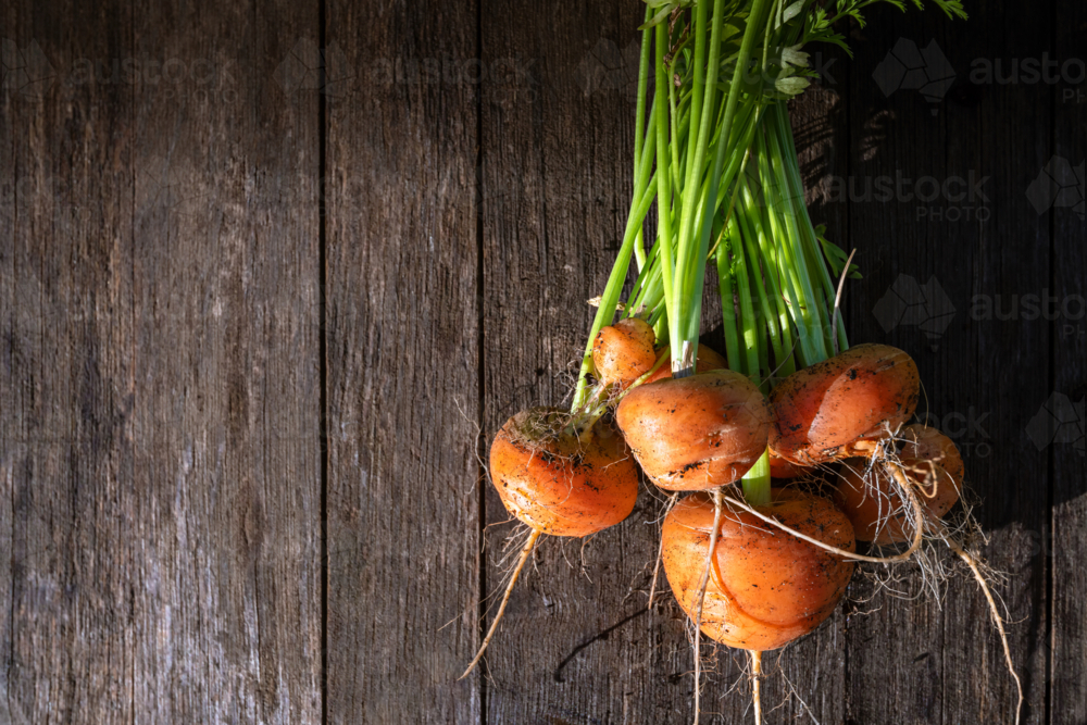 Fresh home garden bed grown organic carrots on barn wood table - Australian Stock Image
