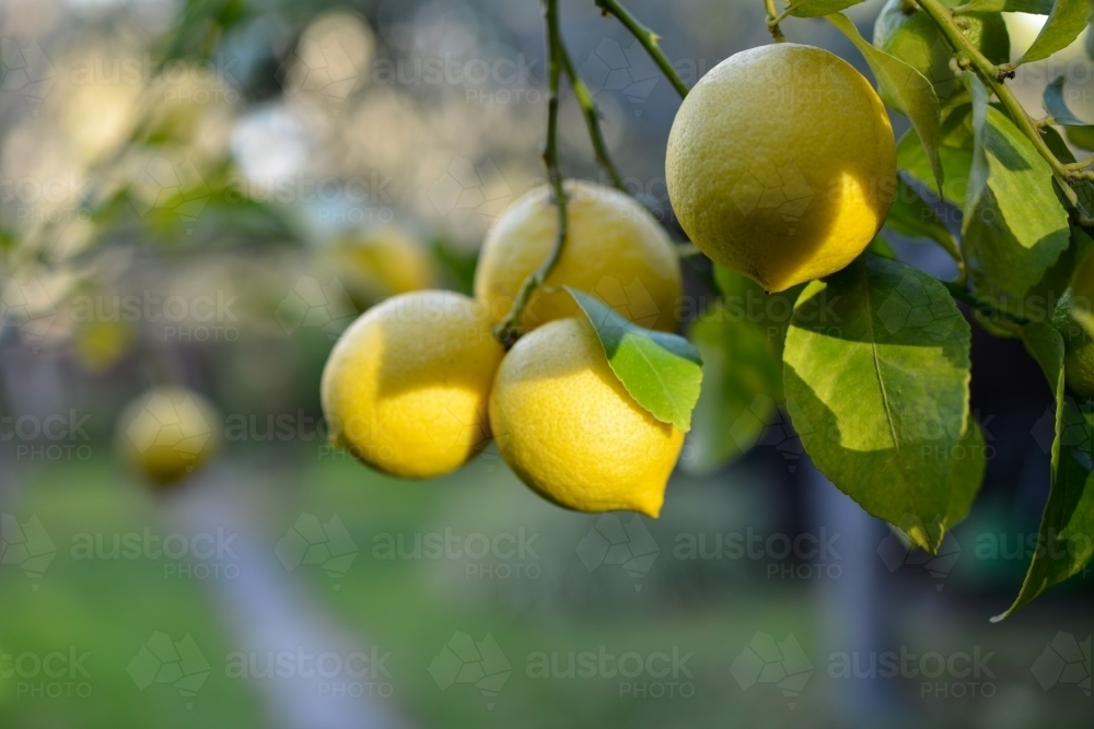 Fresh lemons hanging on branches in the sun - Australian Stock Image