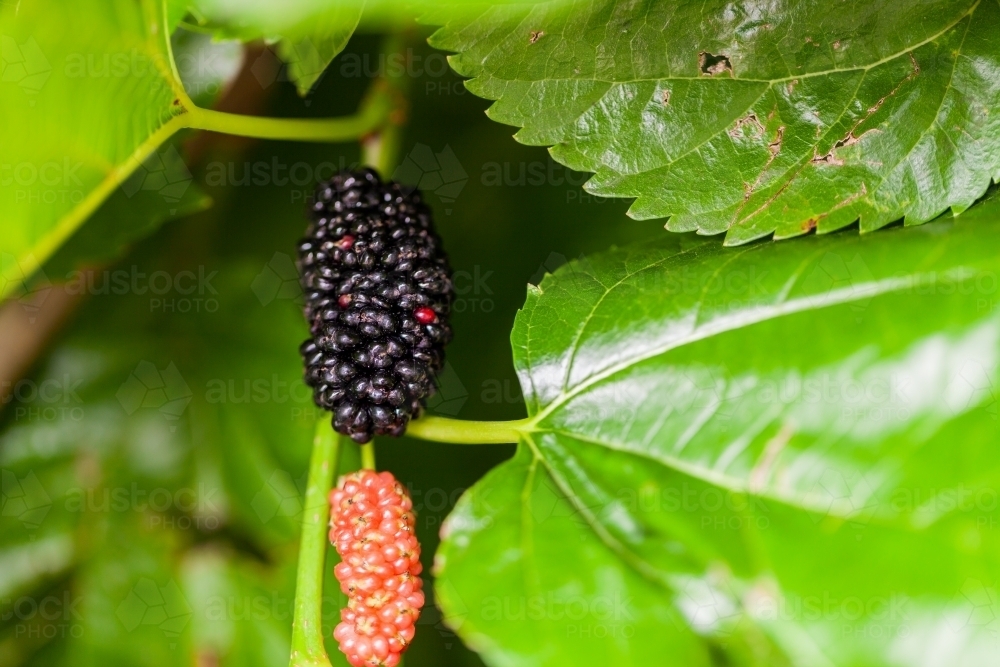 Fresh ripe mulberry and unripe mulberry below - Australian Stock Image