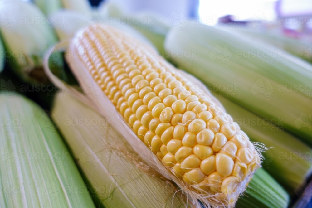 Fresh sweet corns background. - Australian Stock Image