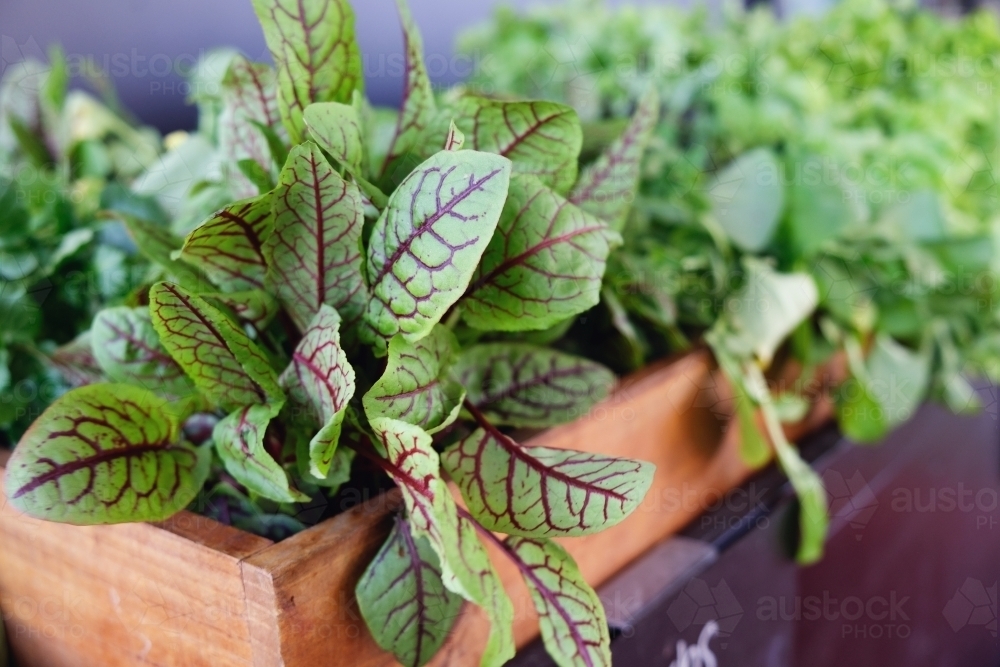 Fresh vegetable leaves in wooden box - Australian Stock Image