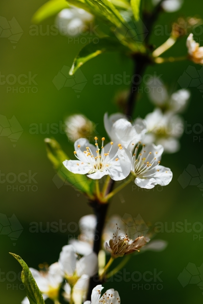 Fresh white apricot blossom on blurred nature background. - Australian Stock Image