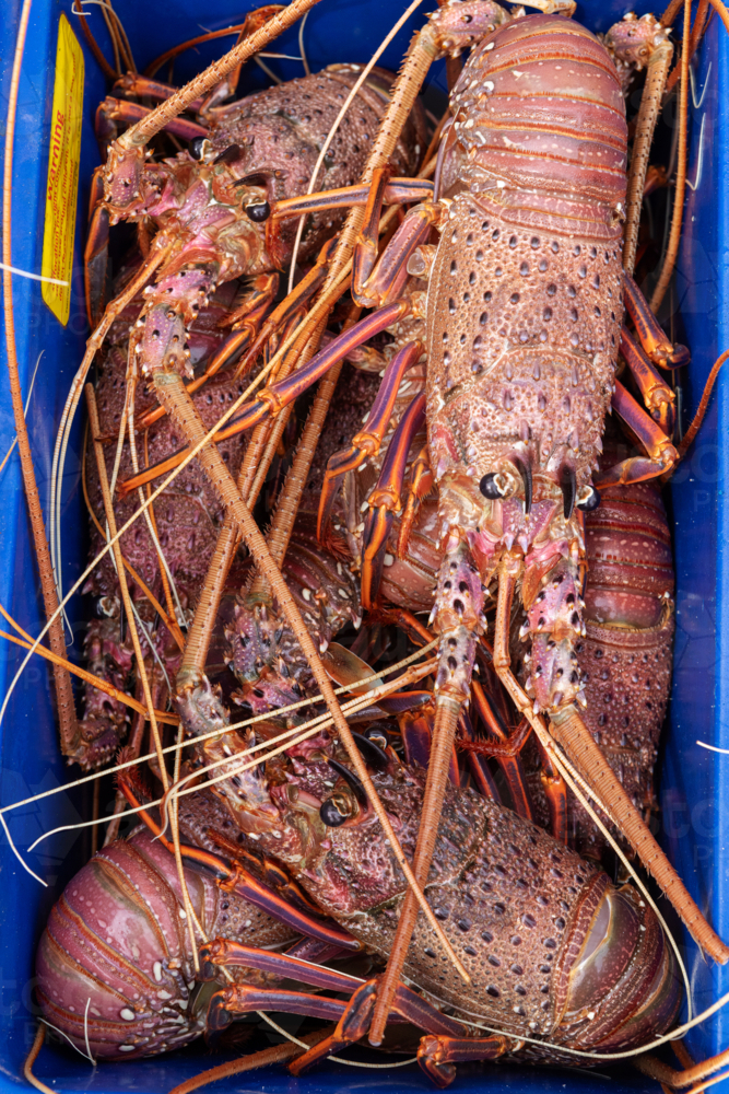 Freshly caught rock lobster - Australian Stock Image