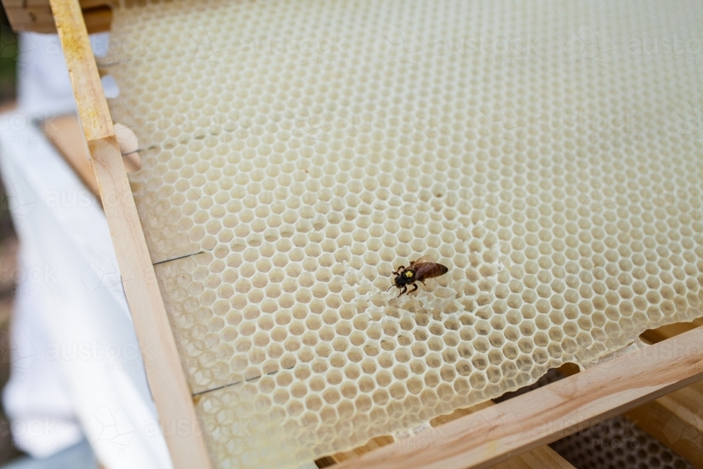 Freshly marked queen bee on empty wax honeycomb - Australian Stock Image