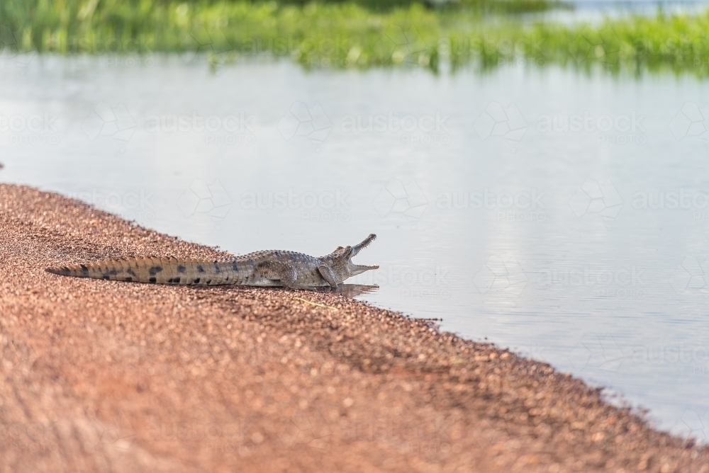 Freshwater Crocodile with mouth open - Australian Stock Image