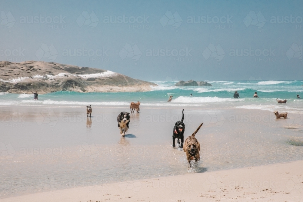 Friendly dogs playing and running on the beach with people swimming in the ocean - Australian Stock Image