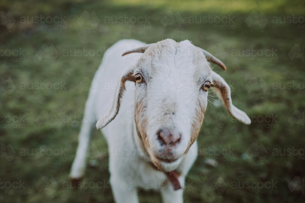 Friendly goat standing in paddock - Australian Stock Image