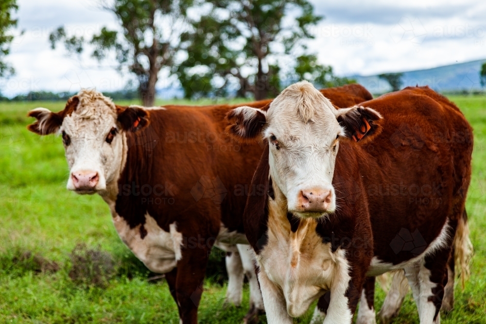 Friendly Hereford cows coming close up - Australian Stock Image