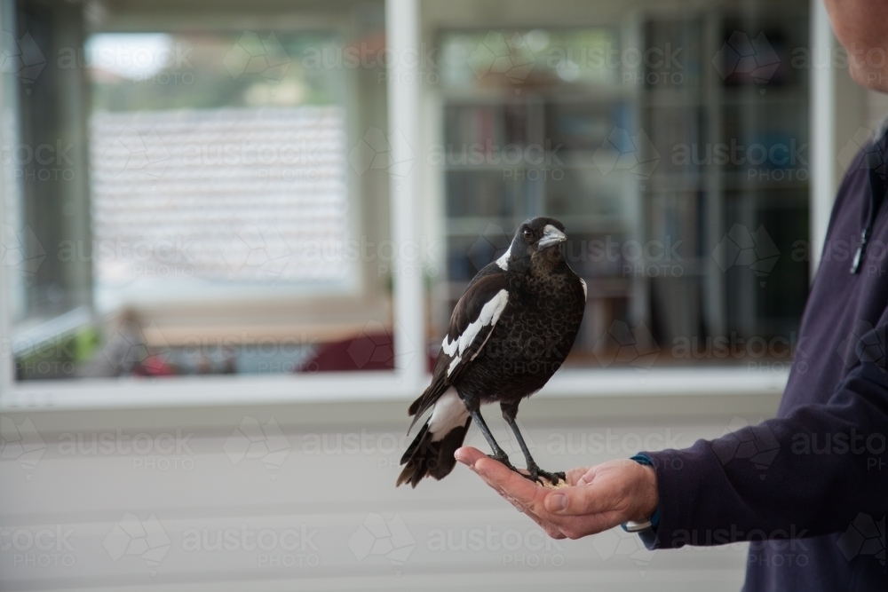 Friendly wild magpie resting on mans hand for food - Australian Stock Image