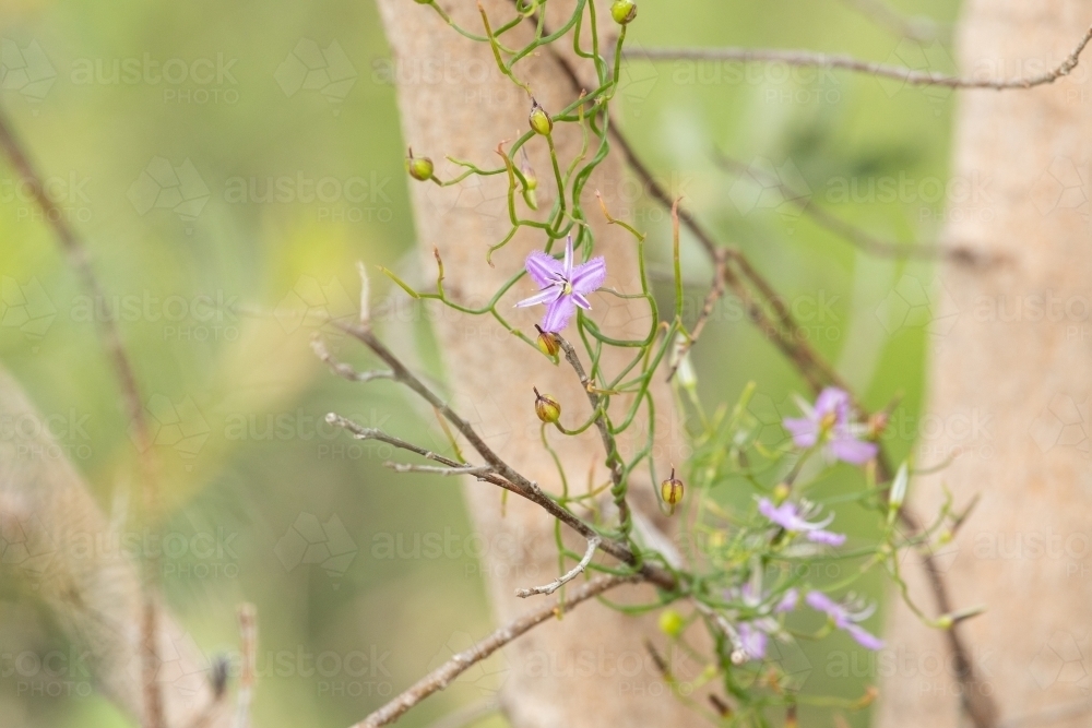 fringe lily flower - Australian Stock Image