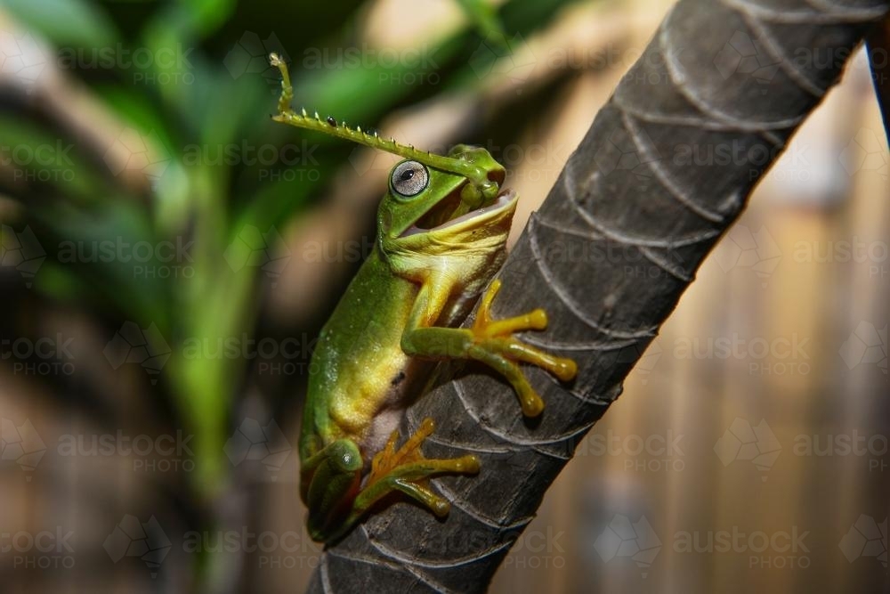 Frog vs Grasshopper - Australian Stock Image