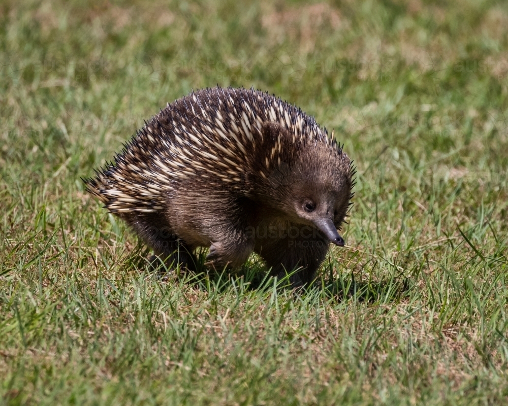 Front on view of echidna walking across grass - Australian Stock Image