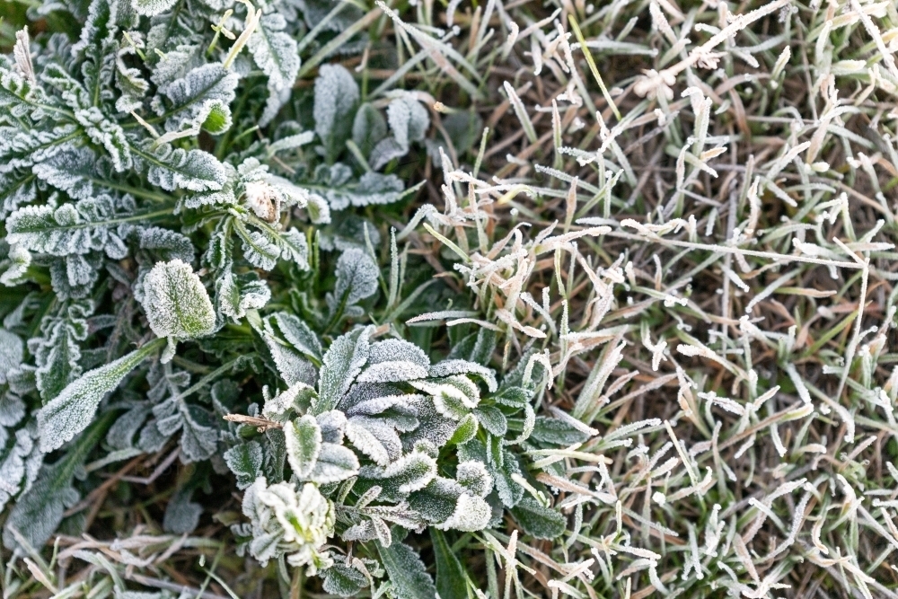 frost on grass and leaves from above - Australian Stock Image