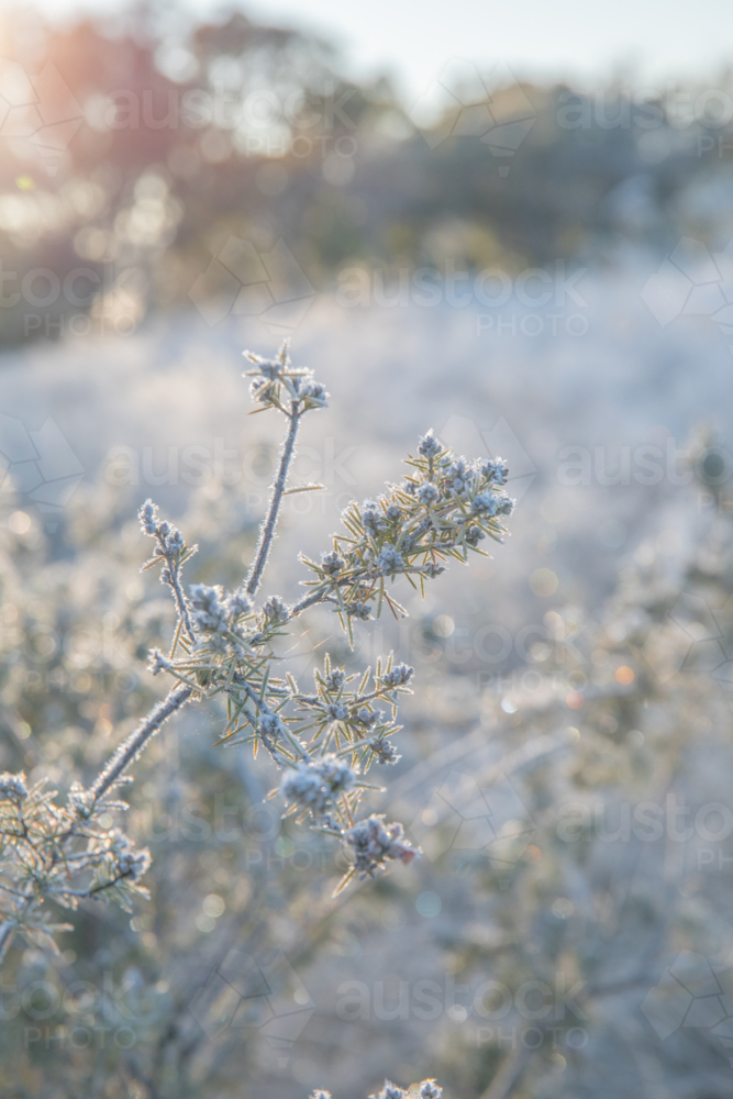 Frozen flowers on a winter's morning - Australian Stock Image