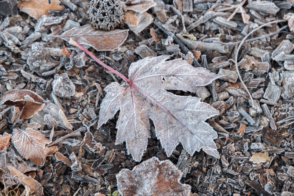 Frozen leaf on the ground surrounded by twigs on a frosty morning. - Australian Stock Image