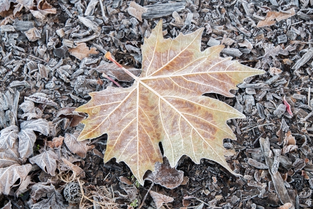Frozen leaf on the ground surrounded by twigs on a frosty morning. - Australian Stock Image