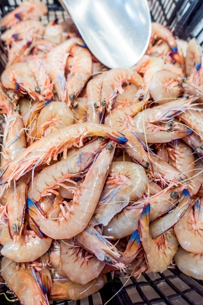 Frozen prawns for sale on the market. - Australian Stock Image