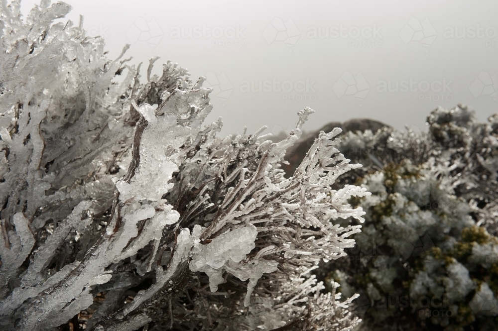 frozen snow on trees in winter scene - Australian Stock Image