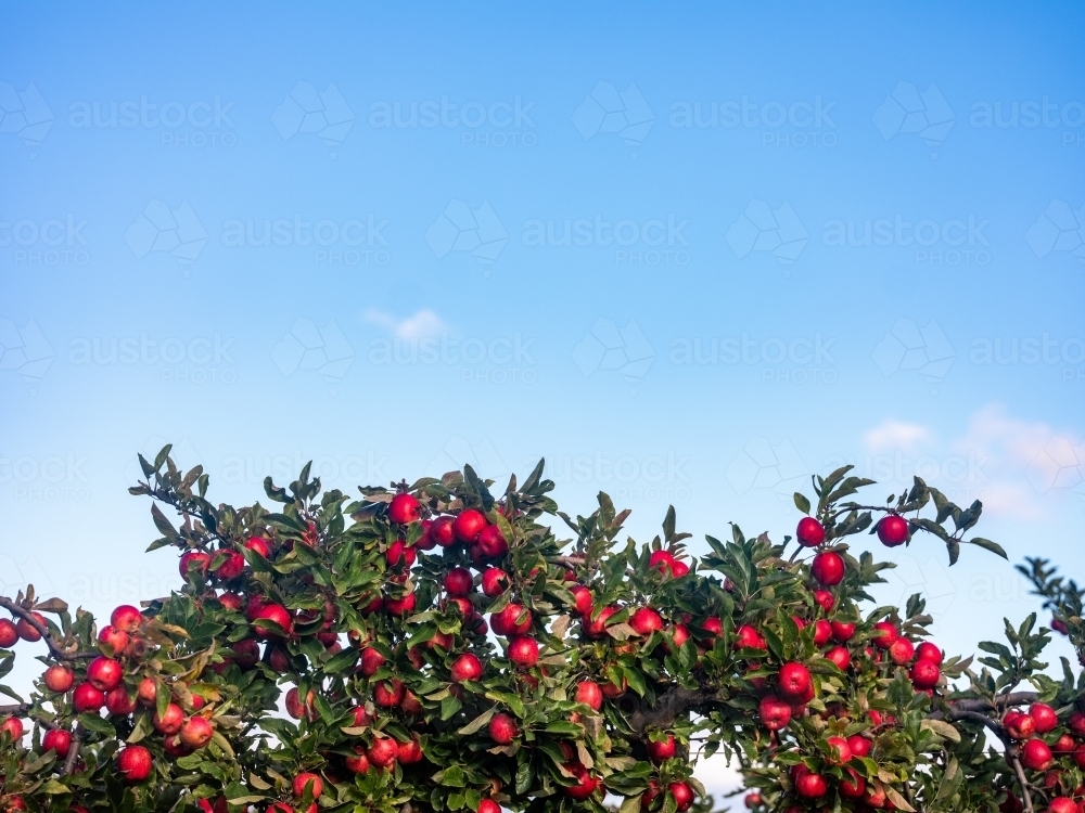 fruit trees in an apple orchard on a sunny morning ripe for harvest - Australian Stock Image