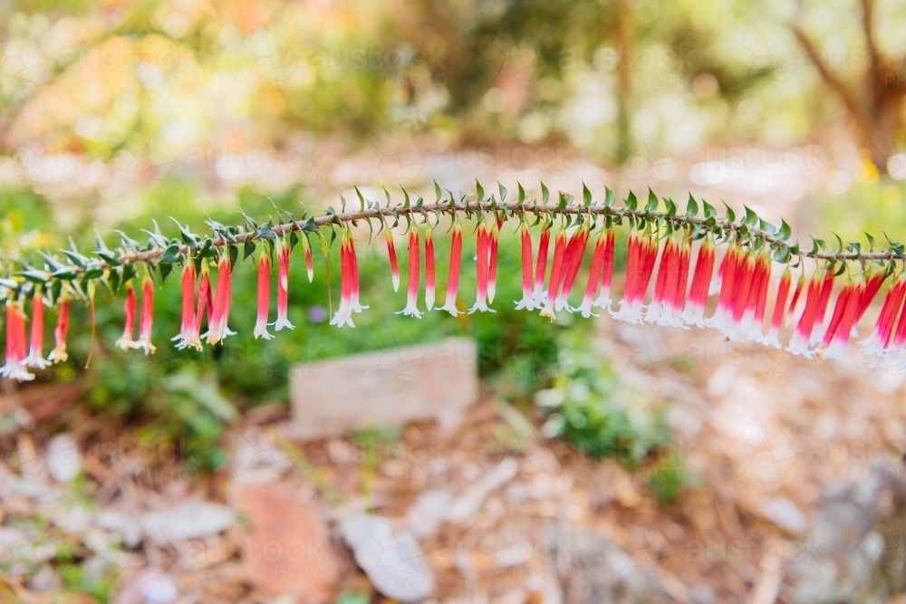 Fuchsia Heath Epacris longiflora flowering plant - Australian Stock Image