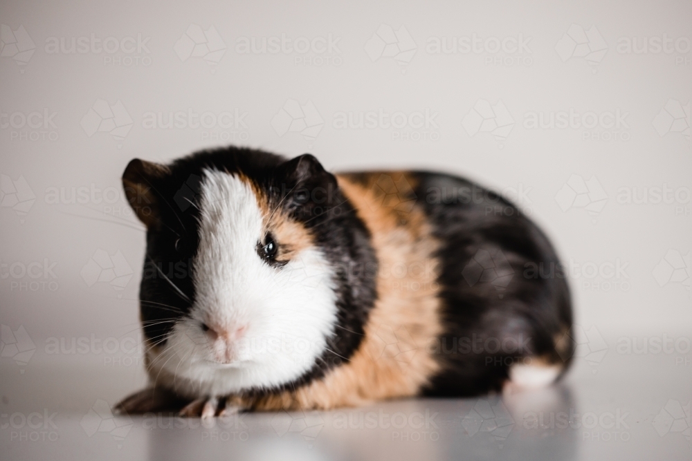 full body of tri colour american guinea pig with copy space above animal - Australian Stock Image