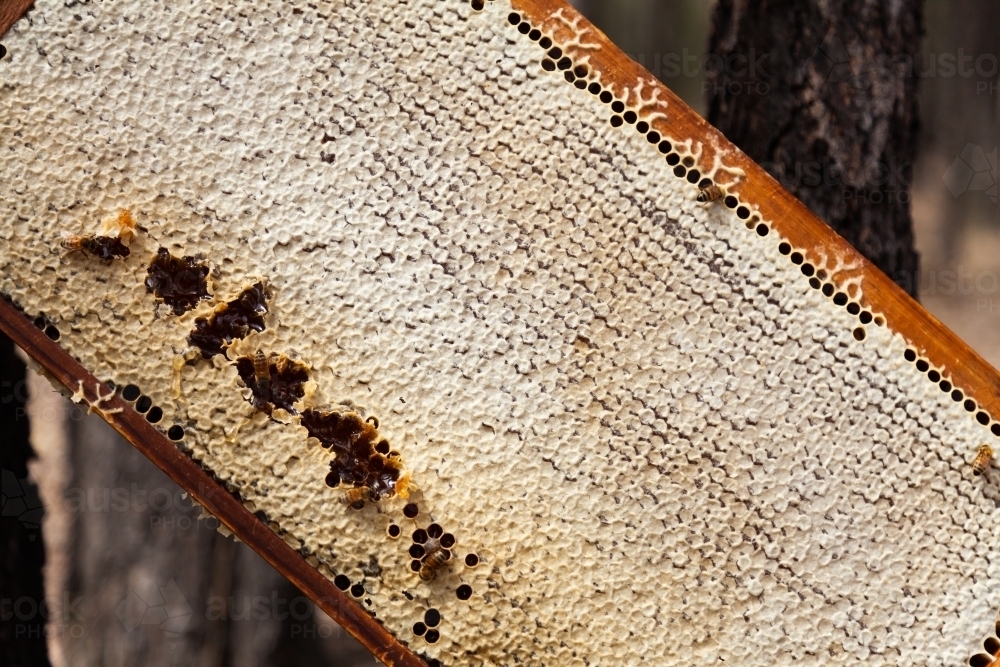 Full capped honeycomb on frame from beehive ready to harvest - Australian Stock Image