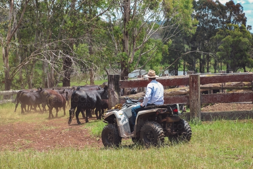 Full view of male farmer mustering cows into cattle yards - Australian Stock Image