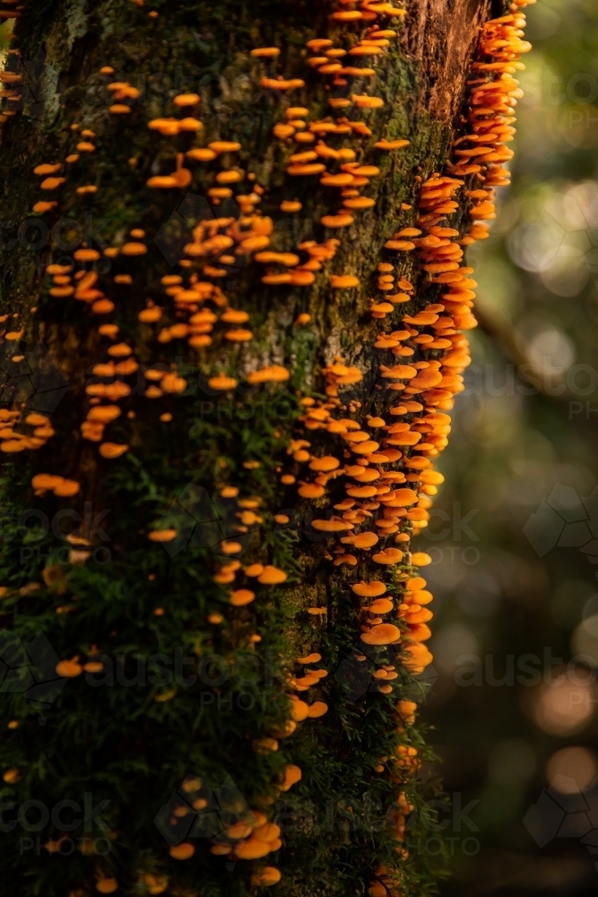 fungus growing in Lamington National Park - Australian Stock Image