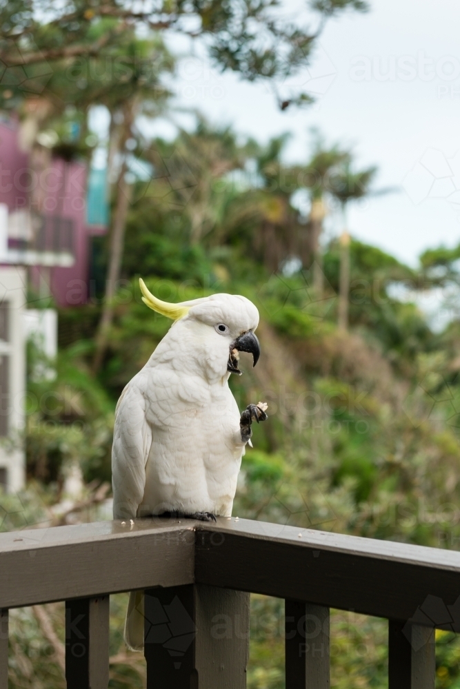 funny face of a cockatoo eating on a balcony - Australian Stock Image