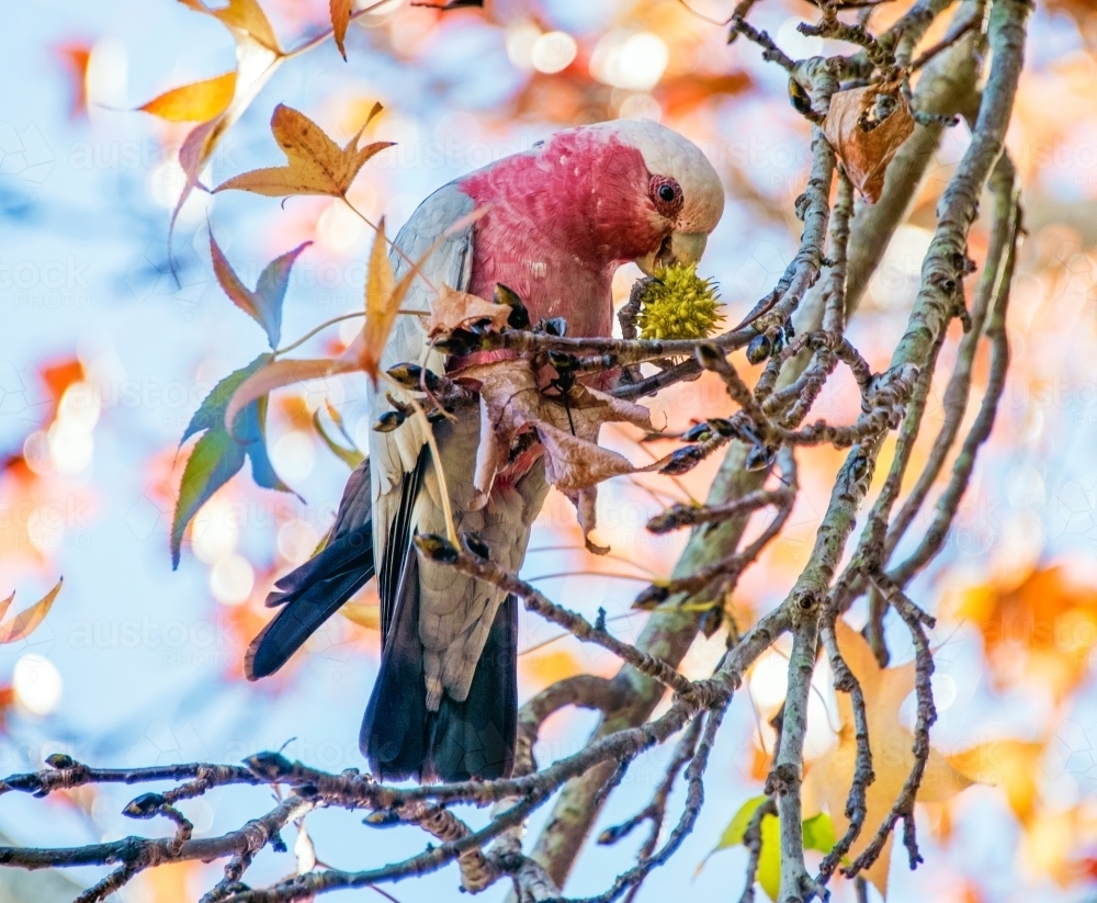 Galah eating from tree during autumn - Australian Stock Image