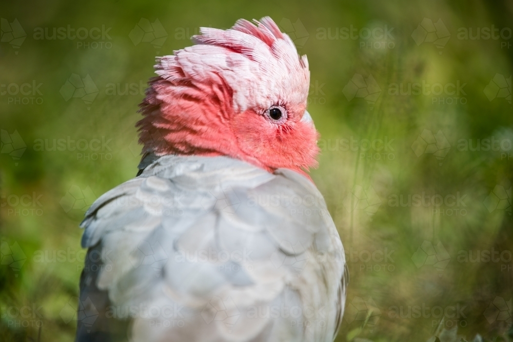 Galah (Eolophus roseicapilla) on ground - Australian Stock Image