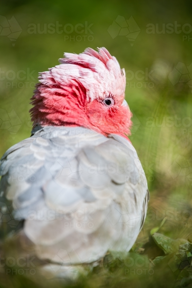 Galah (Eolophus roseicapilla) on ground - Australian Stock Image