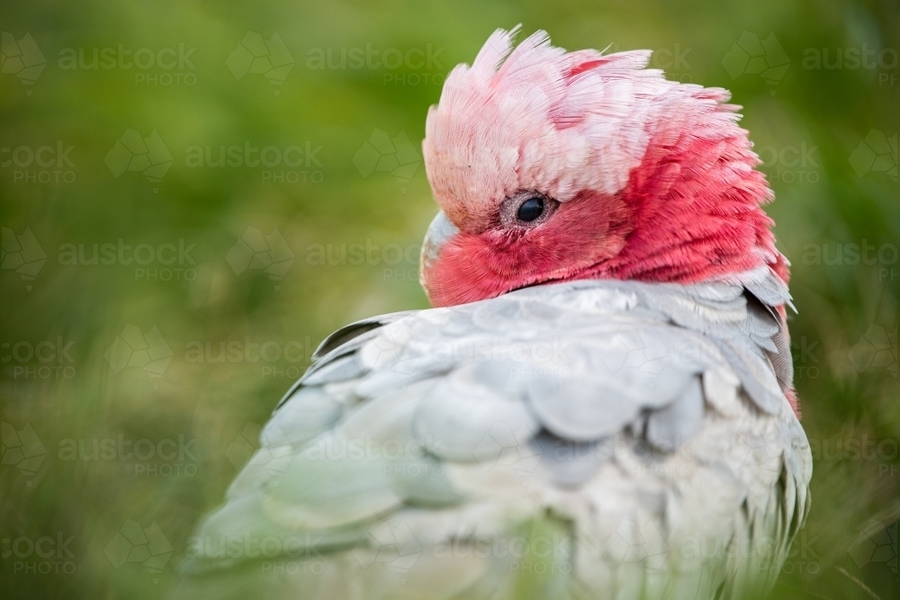 Galah (Eolophus roseicapilla) on ground - Australian Stock Image