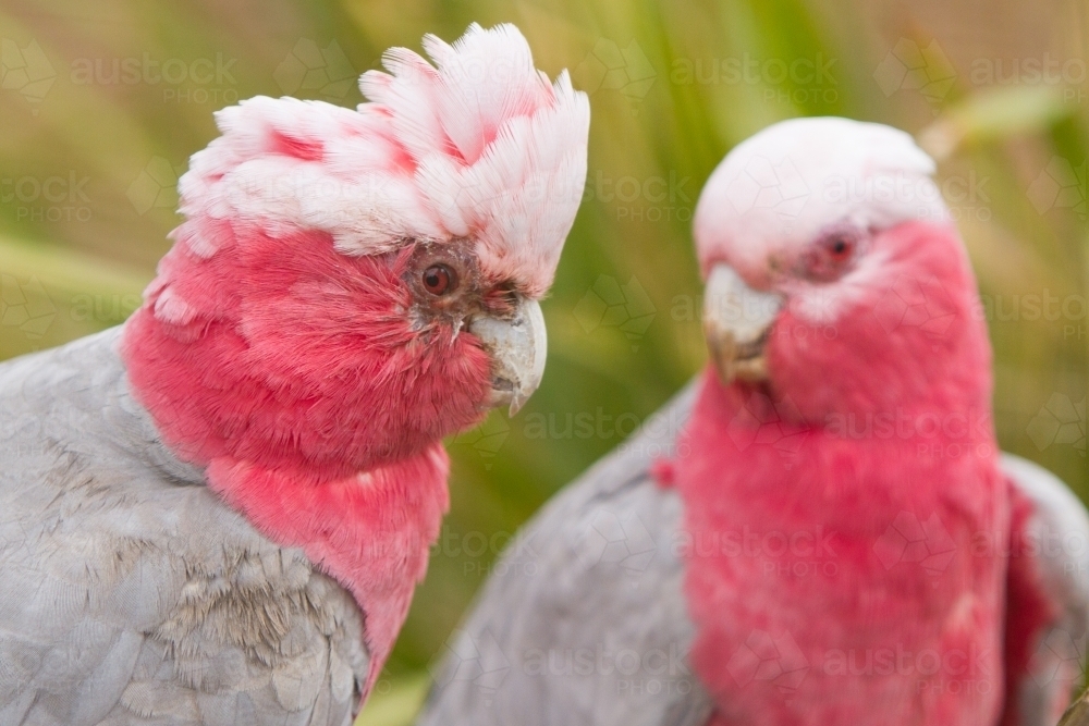 Galah Pair - Australian Stock Image