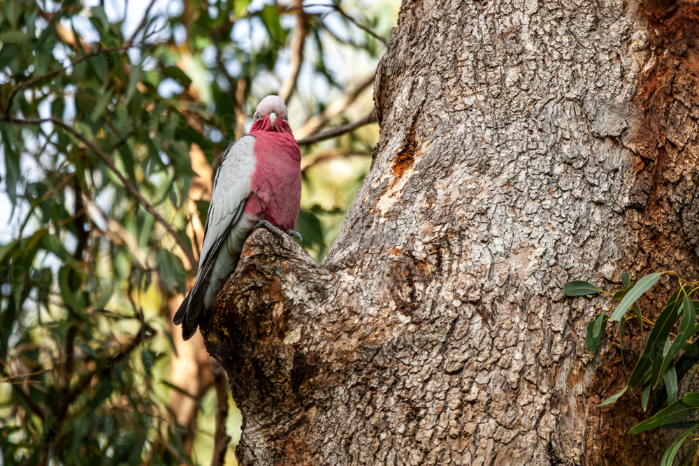 Galah perched in large tree - Australian Stock Image