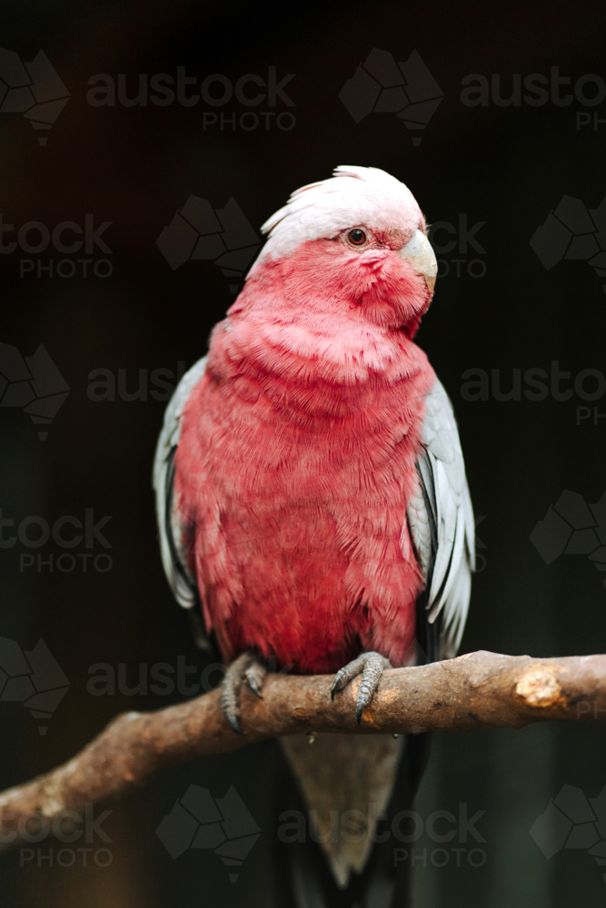 Galah perched on a branch of a tree. - Australian Stock Image