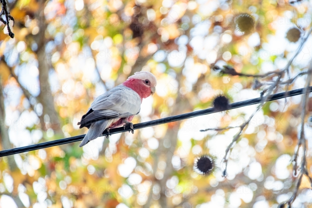 Galah sits on powerlines surrounded by autumn colours. - Australian Stock Image