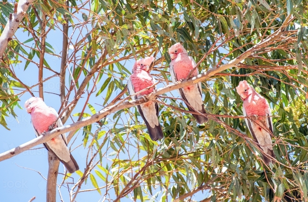 Galahs sitting in a eucalyptus tree against the blue sky day. - Australian Stock Image