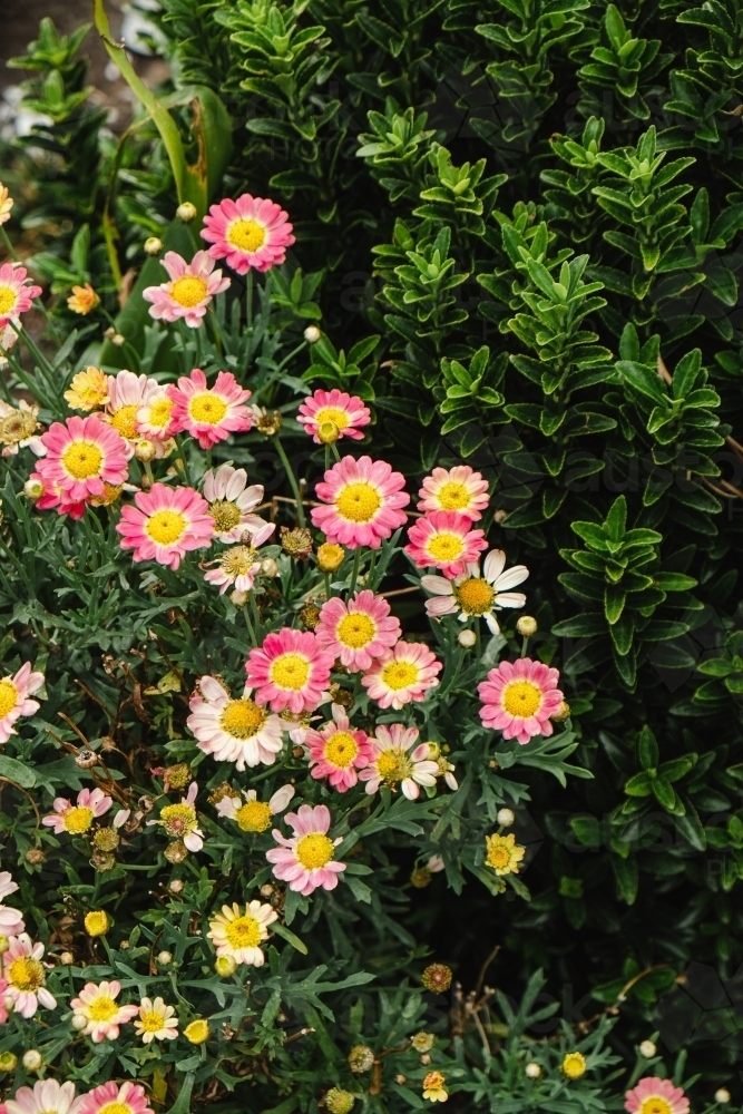 Garden daisy bush in flower. - Australian Stock Image