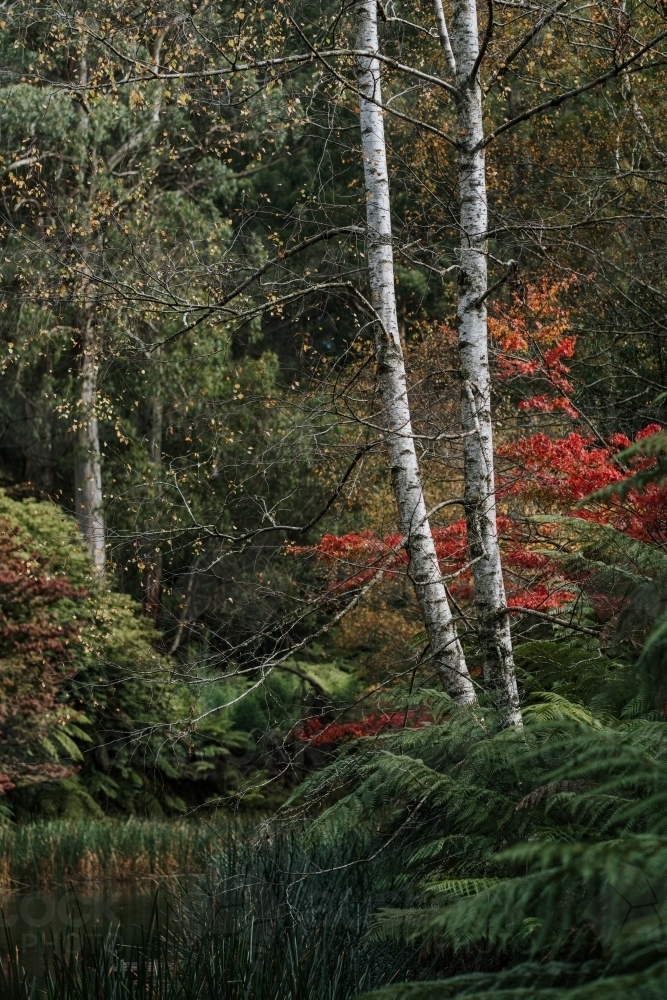 Garden pond in the Autumn - Australian Stock Image