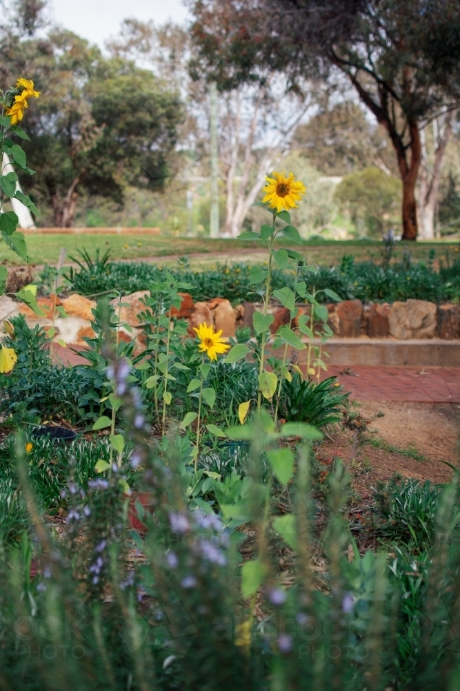 Garden with lavender and sunflowers - Australian Stock Image