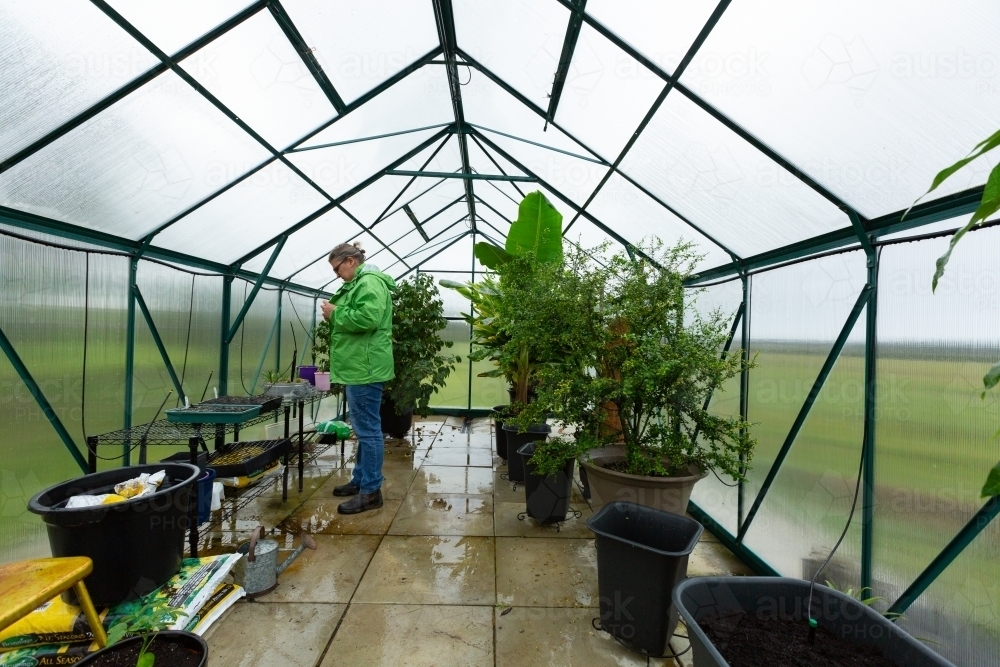 gardener inspecting potted plants in greenhouse - Australian Stock Image