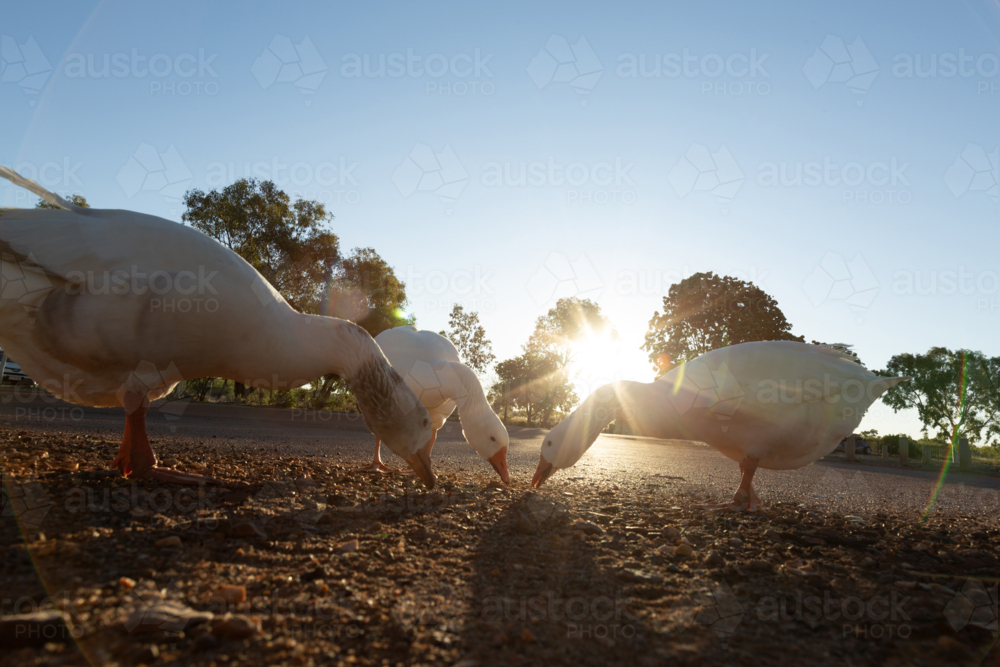 Geese feeding - Australian Stock Image
