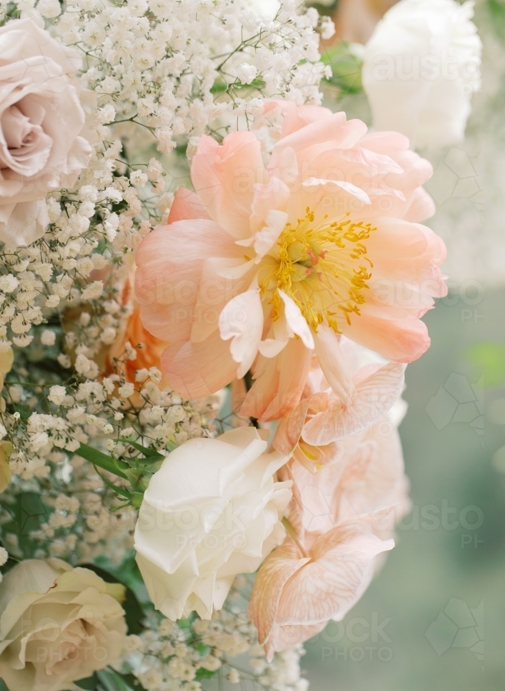 Giant Pastel Flowers - Australian Stock Image