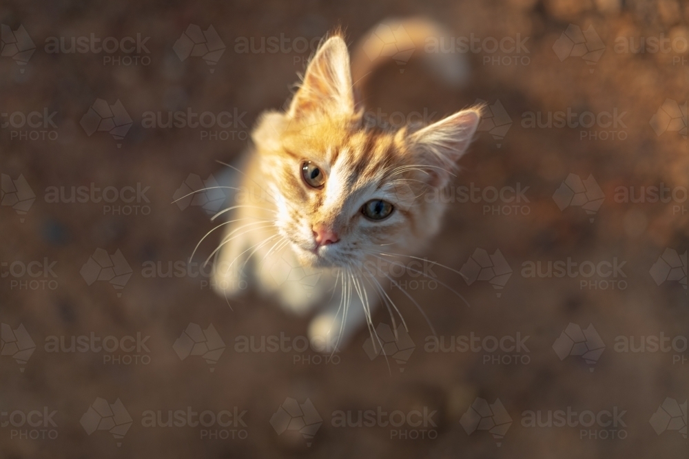 Ginger cat begging for food - Australian Stock Image